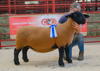 Lot 6 (Ewe) Reserve Champion Female from DP and RA Delves Bridgeview sold for 750